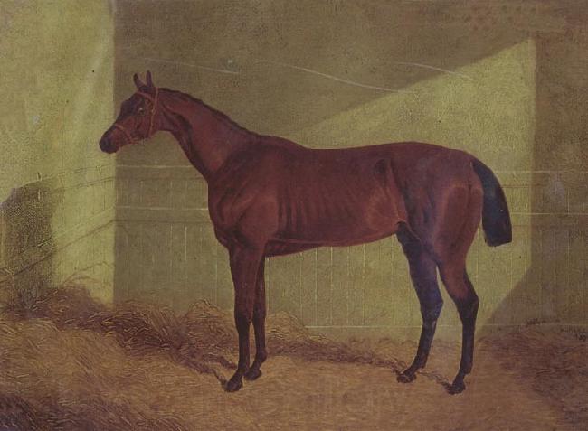John Frederick Herring Margrave Winner of the st Leger Spain oil painting art